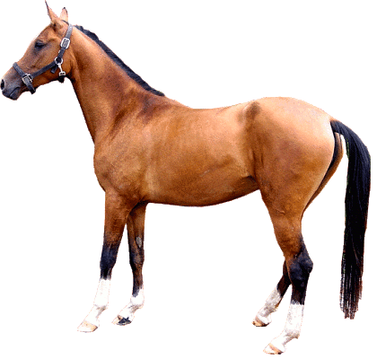 Achaltekinský kůň 3