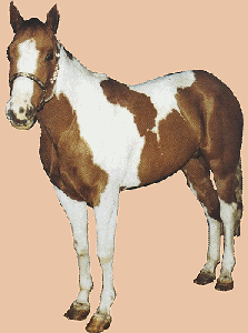 american-paint-horse.gif