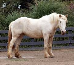 americky-cream-draft-horse.jpg