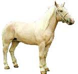 americky-cream-draft-horse-3.jpg