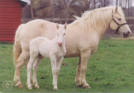 americky-cream-draft-horse-4.jpg