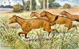 mesohippus.jpg