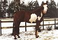 american-paint-horse-4.jpg