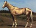 Achaltekinský kůň 5