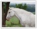 Altajský kůň