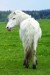 Altajský kůň 5